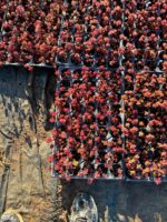 Sedum spurium ‘Red Carpet’ (Dam Koruğu) – 45’lik Viyolde - Görsel 5