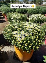 2'li XXL Boy Kasımpatı Seti – Papatya Beyazı & Portakal Turuncu (Chrysanthemum × morifolium) - Görsel 3