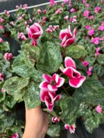 Bordo Kadehi Sıklamen (Cyclamen persicum) - Görsel 2
