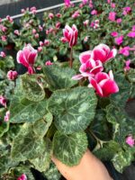 Bordo Kadehi Sıklamen (Cyclamen persicum) - Görsel 3