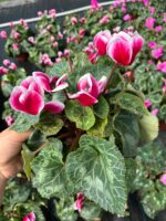 Bordo Kadehi Sıklamen (Cyclamen persicum)