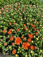 Portakal Turuncu XXL Boy Kasımpatı (Chrysanthemum × morifolium) - Görsel 4
