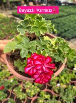 6'lı XL Askılı Sakız Sardunya Seti (Pelargonium peltatum) - Görsel 5