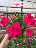 6'lı XL Askılı Sakız Sardunya Seti (Pelargonium peltatum) - Görsel 4