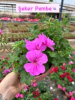 6'lı XL Askılı Sakız Sardunya Seti (Pelargonium peltatum) - Görsel 3