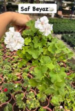6'lı XL Askılı Sakız Sardunya Seti (Pelargonium peltatum) - Görsel 2