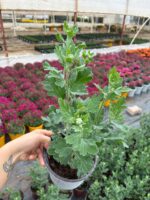 Ahtapot Kasımpatı (Chrysanthemum × morifolium) - Görsel 3