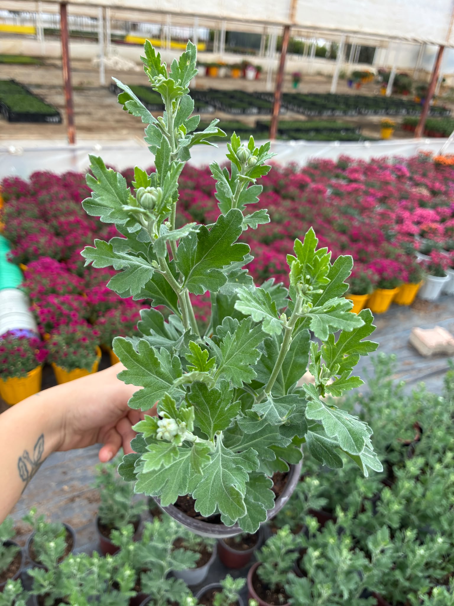 IMG-20261014-WA0069 Ahtapot Kasımpatı (Chrysanthemum × morifolium) - Görsel 1