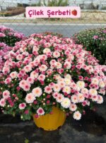 10'lu XXL Boy Kasımpatı Full Set (Chrysanthemum × morifolium) - Görsel 4