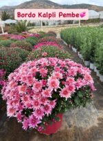 10'lu XXL Boy Kasımpatı Full Set (Chrysanthemum × morifolium) - Görsel 3