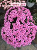 10'lu XXL Boy Kasımpatı Full Set (Chrysanthemum × morifolium)
