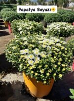 10'lu XXL Boy Kasımpatı Full Set (Chrysanthemum × morifolium) - Görsel 11