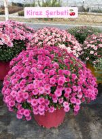 10'lu XXL Boy Kasımpatı Full Set (Chrysanthemum × morifolium) - Görsel 10