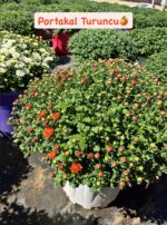 10'lu XXL Boy Kasımpatı Full Set (Chrysanthemum × morifolium) - Görsel 5