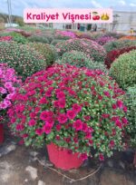 10'lu XXL Boy Kasımpatı Full Set (Chrysanthemum × morifolium) - Görsel 7