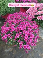 10'lu XXL Boy Kasımpatı Full Set (Chrysanthemum × morifolium) - Görsel 6