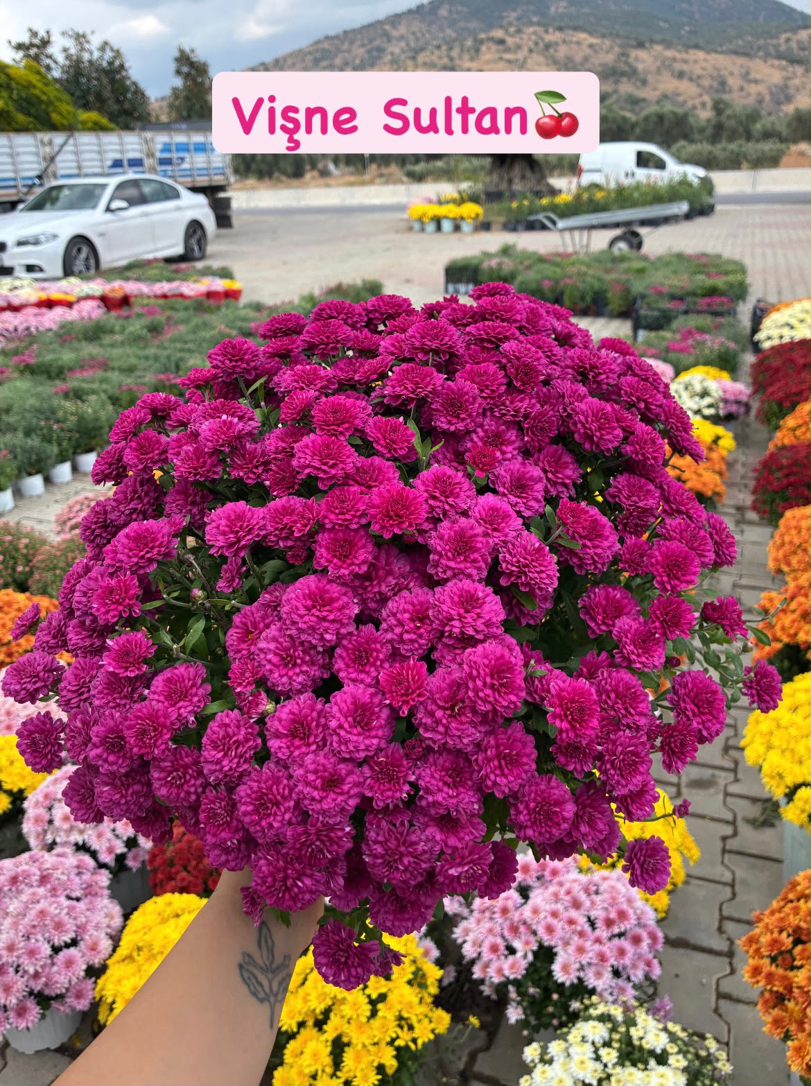 IMG-20261015-WA0018 9'lu XL Boy Kasımpatı Full Seti (Chrysanthemum × morifolium) - Görsel 1