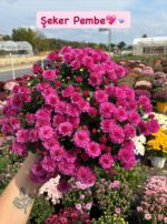 9'lu XL Boy Kasımpatı Full Seti (Chrysanthemum × morifolium) - Görsel 7