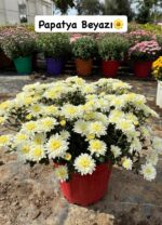 9'lu XL Boy Kasımpatı Full Seti (Chrysanthemum × morifolium) - Görsel 5