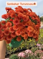 9'lu XL Boy Kasımpatı Full Seti (Chrysanthemum × morifolium) - Görsel 3