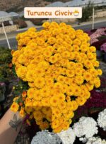 9'lu XL Boy Kasımpatı Full Seti (Chrysanthemum × morifolium) - Görsel 2