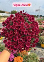9'lu XL Boy Kasımpatı Full Seti (Chrysanthemum × morifolium) - Görsel 10