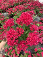 Narçiçeği Yıldız Pentas Çiçeği (Pentas lanceolata) - Görsel 2
