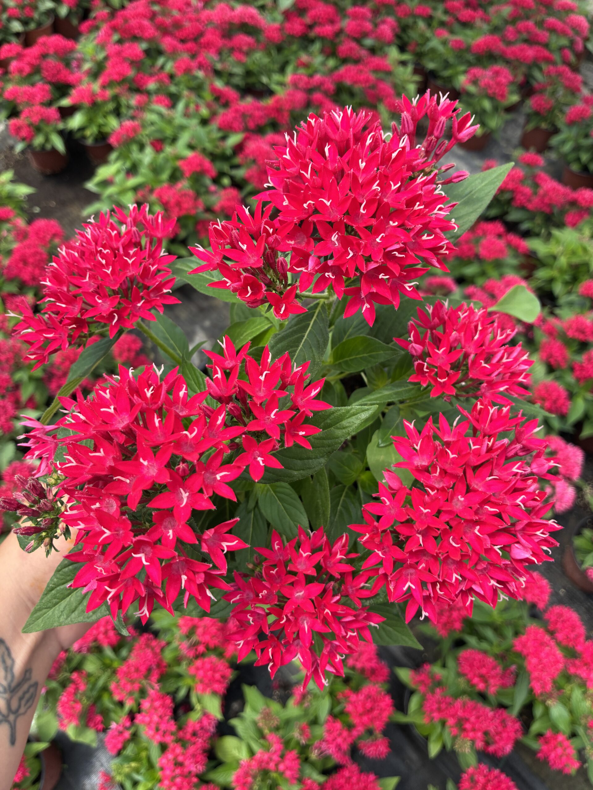 IMG_1006 Narçiçeği Yıldız Pentas Çiçeği (Pentas lanceolata) - Görsel 1