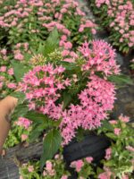 Pudra Yıldızı Pentas Çiçeği (Pentas lanceolata) - Görsel 2