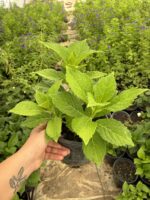 XL Boy Ortanca (Hydrangea macrophylla) - Görsel 2