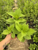 XL Boy Ortanca (Hydrangea macrophylla) - Görsel 3
