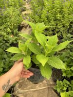XL Boy Ortanca (Hydrangea macrophylla) - Görsel 4