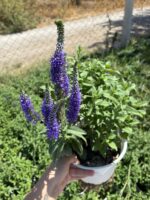 Tilki Kuyruğu XL Boy Veronika Çiçeği (Veronica spicata) - Görsel 4