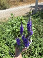 Tilki Kuyruğu XL Boy Veronika Çiçeği (Veronica spicata) - Görsel 2