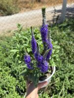 Tilki Kuyruğu XL Boy Veronika Çiçeği (Veronica spicata) - Görsel 3