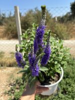 Tilki Kuyruğu XL Boy Veronika Çiçeği (Veronica spicata)