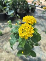 XL Boy Güneş Dokumu Ağaç Minesi (Lantana camara) - Görsel 6