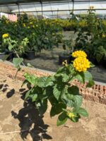 XL Boy Güneş Dokumu Ağaç Minesi (Lantana camara) - Görsel 4