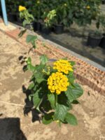 XL Boy Güneş Dokumu Ağaç Minesi (Lantana camara) - Görsel 5