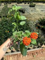 XL Boy Narenciye Paketi Ağaç Minesi (Lantana camara) - Görsel 2