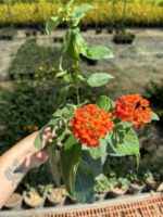 XL Boy Narenciye Paketi Ağaç Minesi (Lantana camara) - Görsel 3