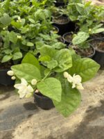 Katmerli Gelin Yasemini (Jasminum sambac) - Görsel 4