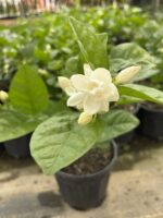 Katmerli Gelin Yasemini (Jasminum sambac)
