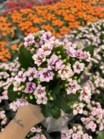 Mor Dantel Kalanşo Çiçeği (Kalanchoe blossfeldiana) - Görsel 3
