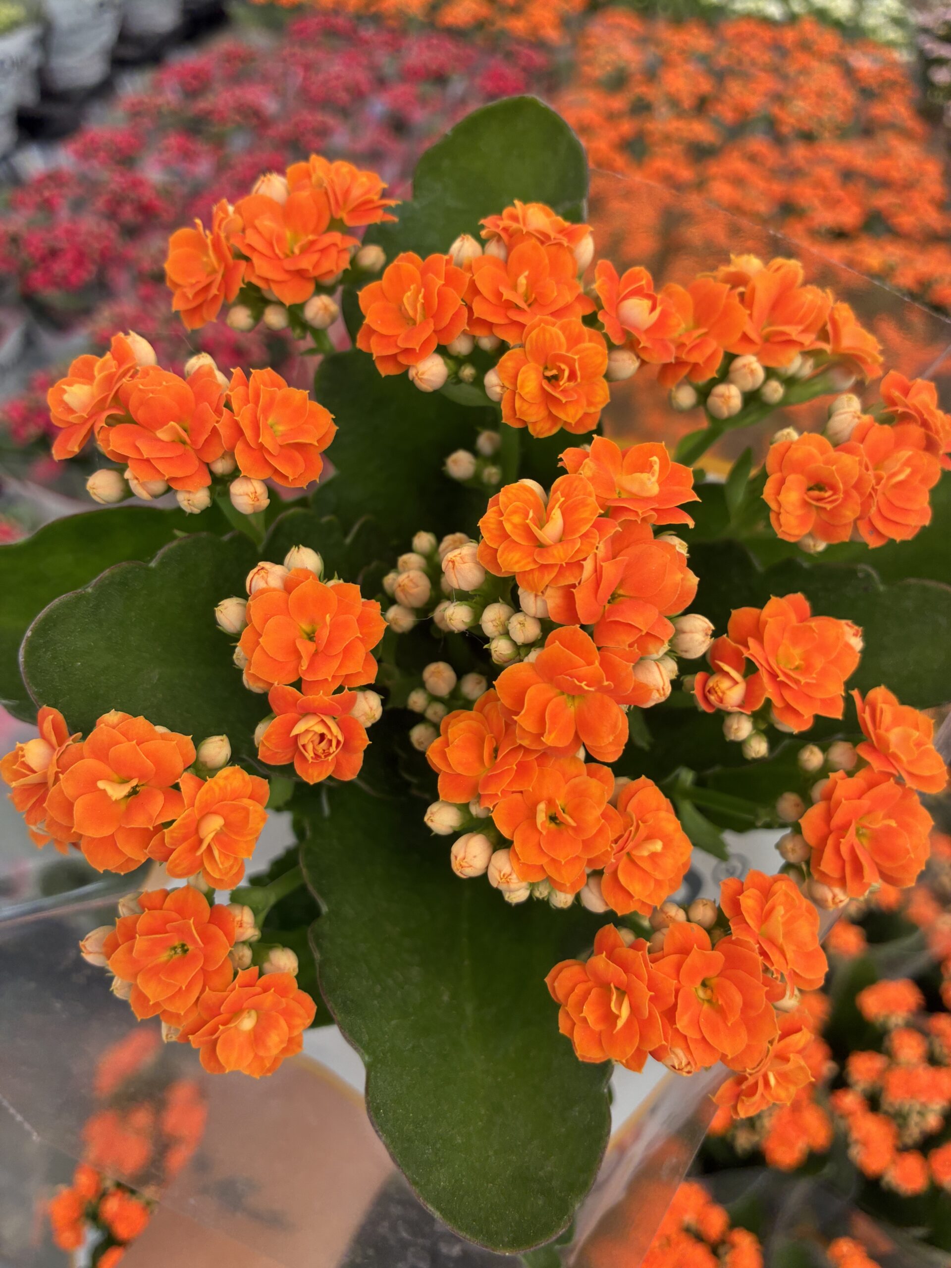IMG_6305 Portakal Turuncu Kalanşo Çiçeği (Kalanchoe blossfeldiana) - Görsel 1