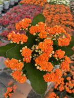 Portakal Turuncu Kalanşo Çiçeği (Kalanchoe blossfeldiana) - Görsel 3