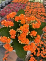 Portakal Turuncu Kalanşo Çiçeği (Kalanchoe blossfeldiana) - Görsel 2