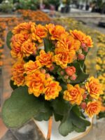 Günbatımı Kalanşo Çiçeği (Kalanchoe blossfeldiana) - Görsel 3