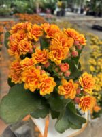 Günbatımı Kalanşo Çiçeği (Kalanchoe blossfeldiana) - Görsel 2