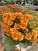 Günbatımı Kalanşo Çiçeği (Kalanchoe blossfeldiana)